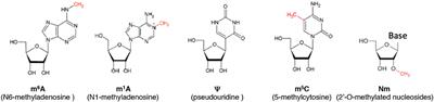 The Emerging Field of Epitranscriptomics in Neurodevelopmental and Neuronal Disorders